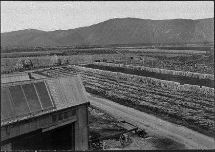 Miranui Flaxmill paddocks, near Shannon