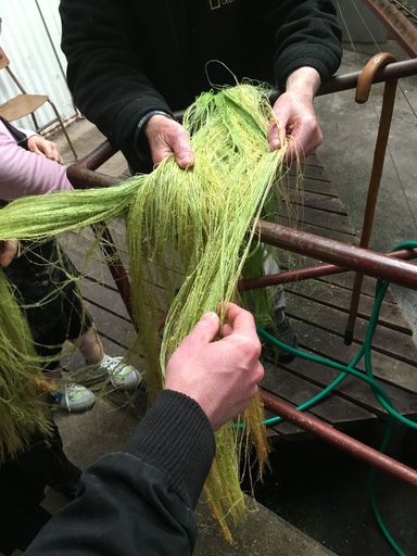 Freshly stripped flax