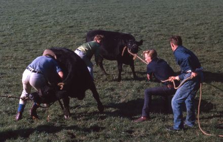 Linton Rodeo