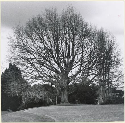 Tulip Tree at Caccia Birch House