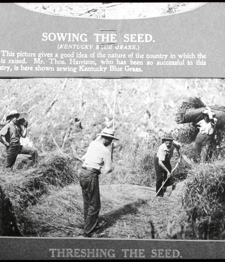 Threshing grass for seed