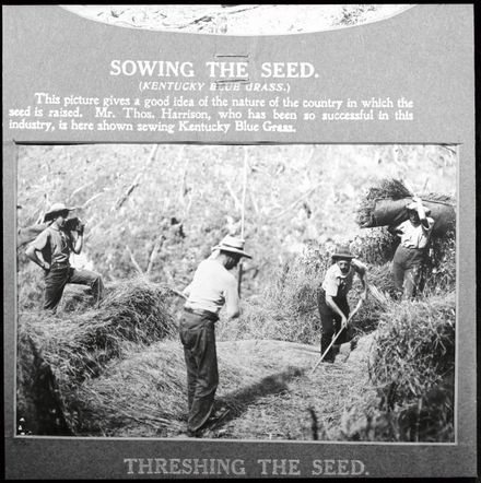 Threshing grass for seed