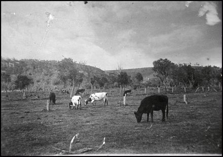 Cows grazing, Hokowhitu