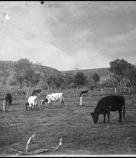 Cows grazing, Hokowhitu