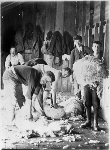 Shearers at "Matsubara" woolshed, Bunnythorpe