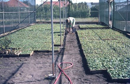 Hardie Street Nursery