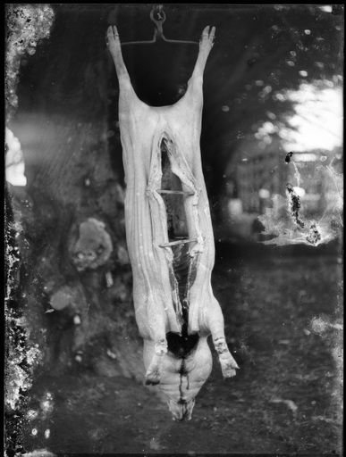 Slaughtered Pig Hanging from Tree