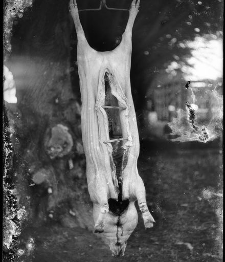 Slaughtered Pig Hanging from Tree