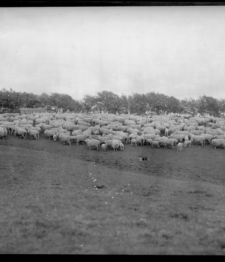 Herd of Sheep with Sheep Dogs