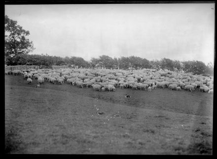 Herd of Sheep with Sheep Dogs