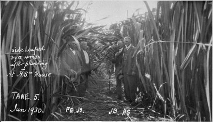 Flax on Mr Herman Seifert's Opiki farm