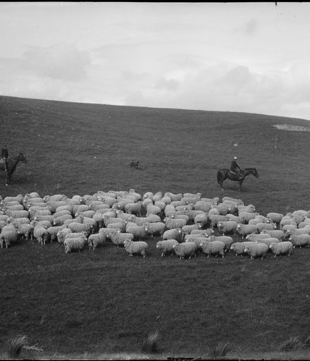 Herd of Sheep and Men on Horseback