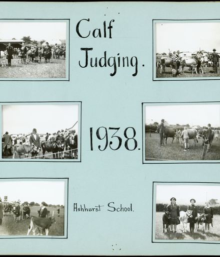 Ashhurst School, Calf Judging