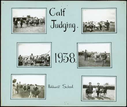 Ashhurst School, Calf Judging