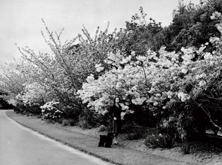 Woman and Dog in Victoria Esplanade
