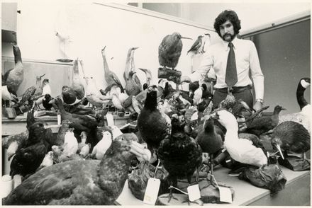 Confiscated collection of stuffed and mounted birds