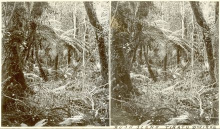 Bush Scene, Tiratu, Dannevirke