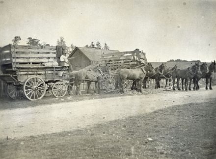 Horse drawn stock wagons