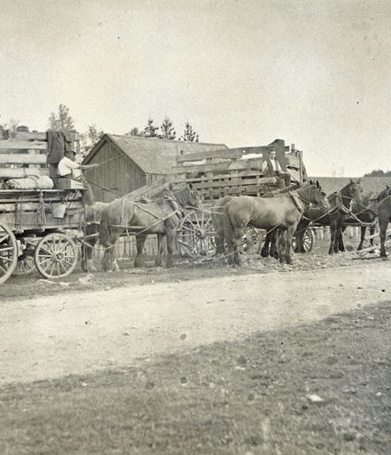 Horse drawn stock wagons