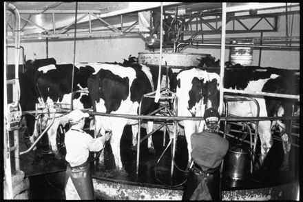 Tait-Jamieson's Rotary Milking Shed