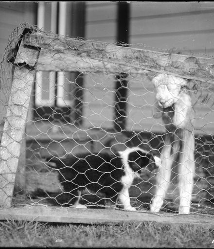 Puppy and Decoy Lamb in Crate