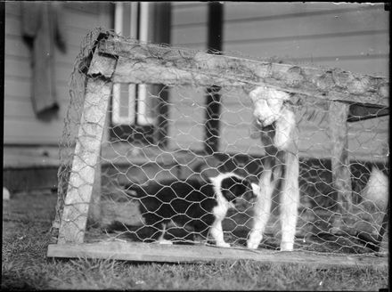 Puppy and Decoy Lamb in Crate