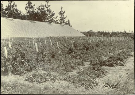 Nairn Estate, Glasshouse and Gardens - Resource cover image