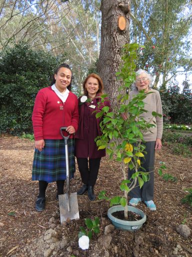 Suffrage 125 Camellia Planting