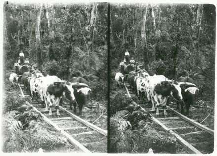 Stereoscopic image of a bullock team hauling a log, near Shannon