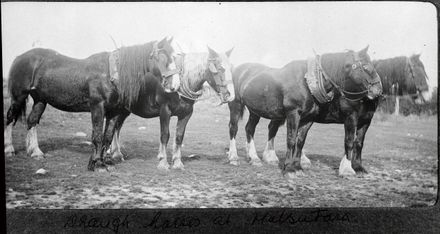 Draught horses, Bunnythorpe