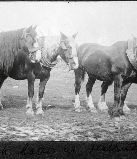 Draught horses, Bunnythorpe