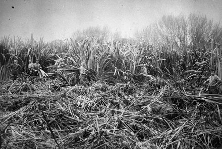 Flax cutters in the Moutoa Swamp