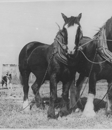 Stan Armatage with Draught Horses