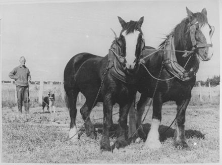 Stan Armatage with Draught Horses