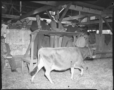 "Jersey Cattle Sale at Showgrounds"