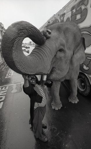 "Elephant Weighs in for Regent"