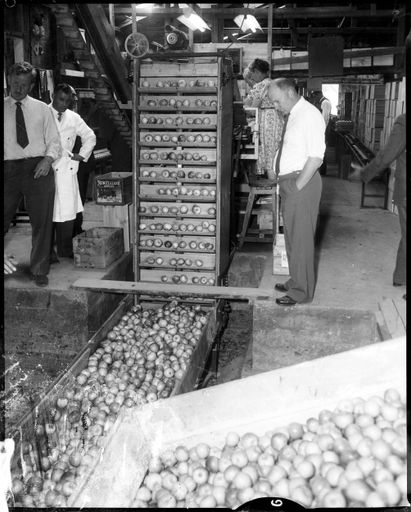 "Sorting and Grading Apples" at the Packhouse - Resource cover image