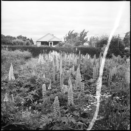 Plant Of The Week - Resource cover image