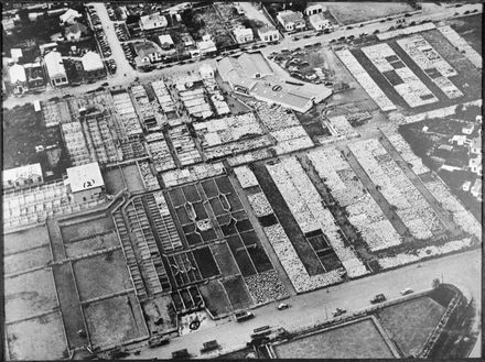 Sheep at Feilding Saleyards