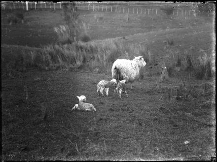 Newly Born Lambs