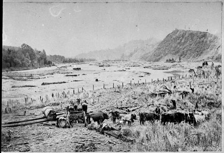 Bullocks Hauling a Log onto A Wagon