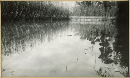 Dahlia Beds at the Shailer Nursery, Albert Street, Under Floodwaters - Resource cover image