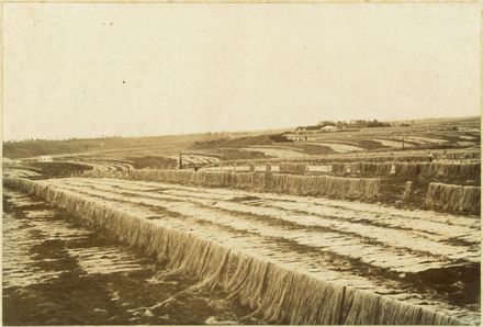 Makerua Flax Swamp - Resource cover image