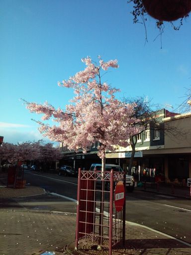 "Spring Blossoms in George Street"
