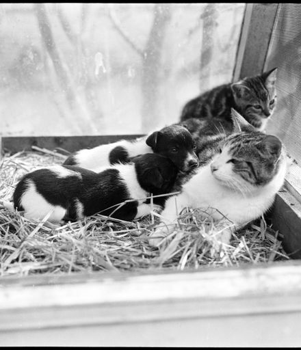 "An Unusual Combination" Cat Mothering Puppies and Kittens