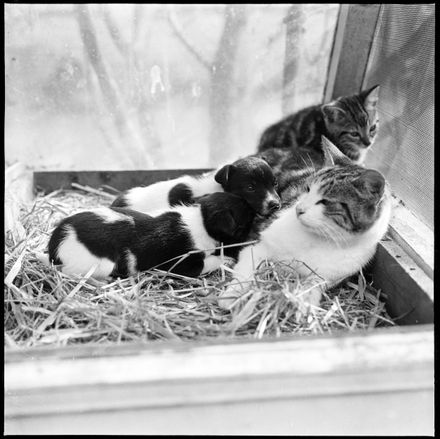 "An Unusual Combination" Cat Mothering Puppies and Kittens