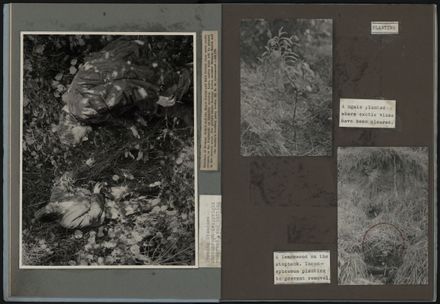 A Project to Rehabilitate the Esplanade Bush, Palmerston North 6