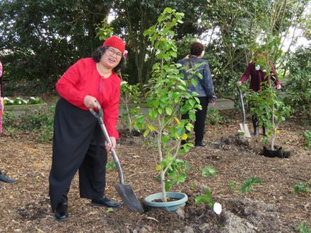 Meriam Findlay helping plant a "Kate Sheppard" camellia to mark Suffrage 125