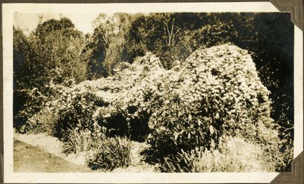 Andrews Collection: The Victoria Esplanade