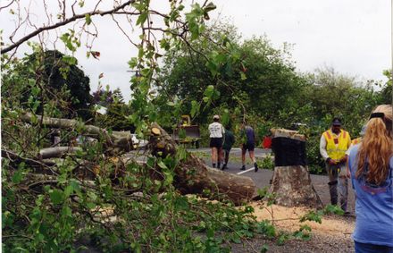 Avenue Action - felled tree